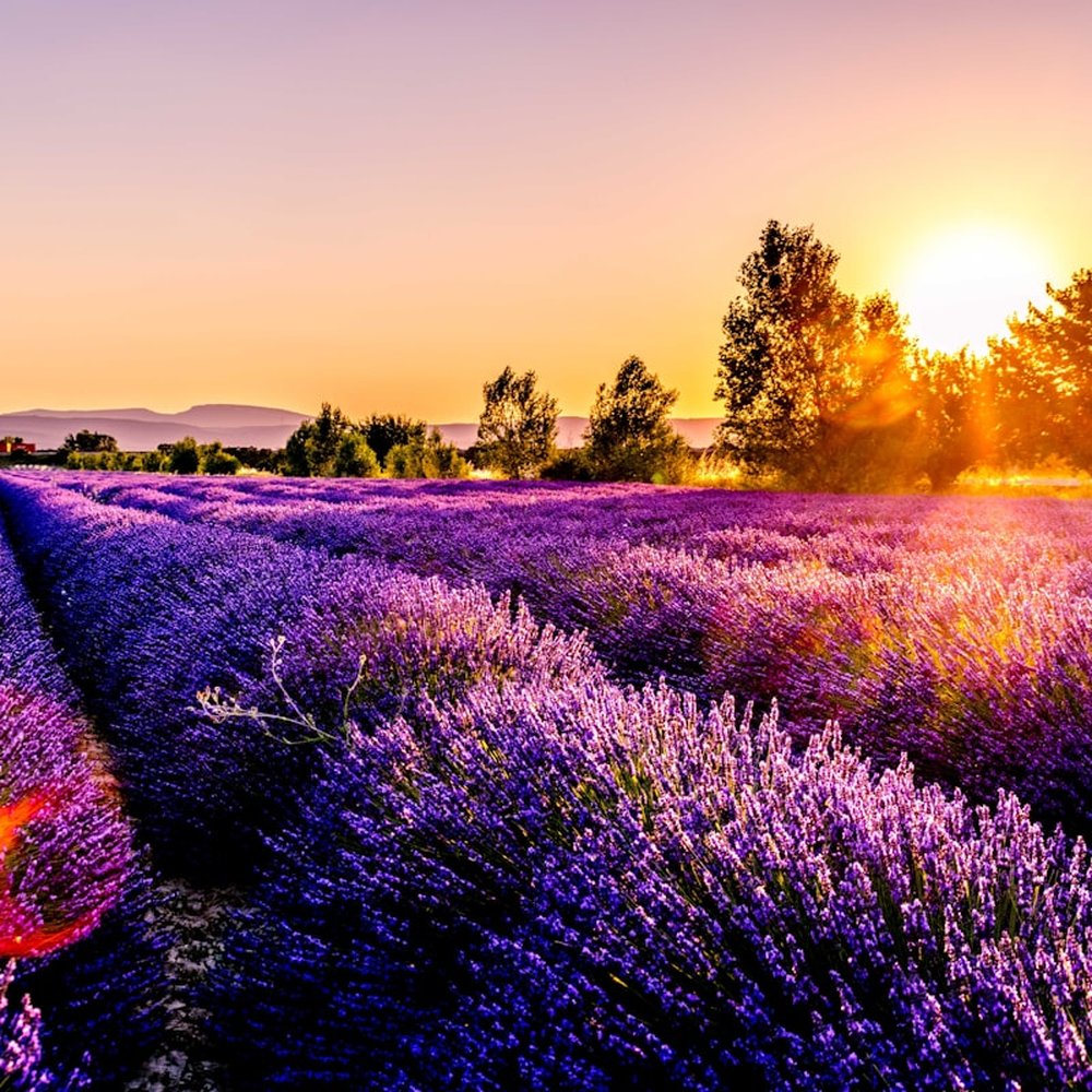 Lavender field